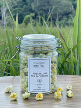 CAMELLIA TEA BLOSSOMS