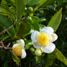 Two Camellia sinensis flowers, surrounded by flower buds and tea leaves on branches
