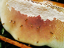 ORGANIC BEESWAX BARS: 40g