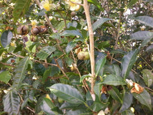 AUSTRALIAN TEA SEEDS