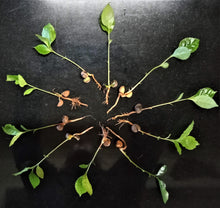 TEA PLANTS