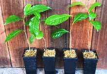 TEA PLANTS
