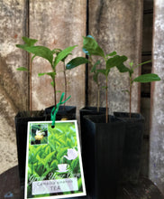 TEA PLANTS