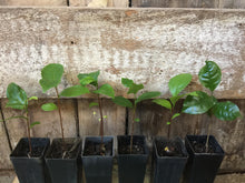 TEA PLANTS