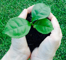AUSTRALIAN TEA SEEDS