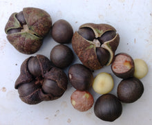 AUSTRALIAN TEA SEEDS