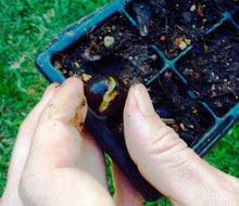 AUSTRALIAN TEA SEEDS