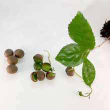 AUSTRALIAN TEA SEEDS