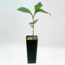 TEA PLANTS